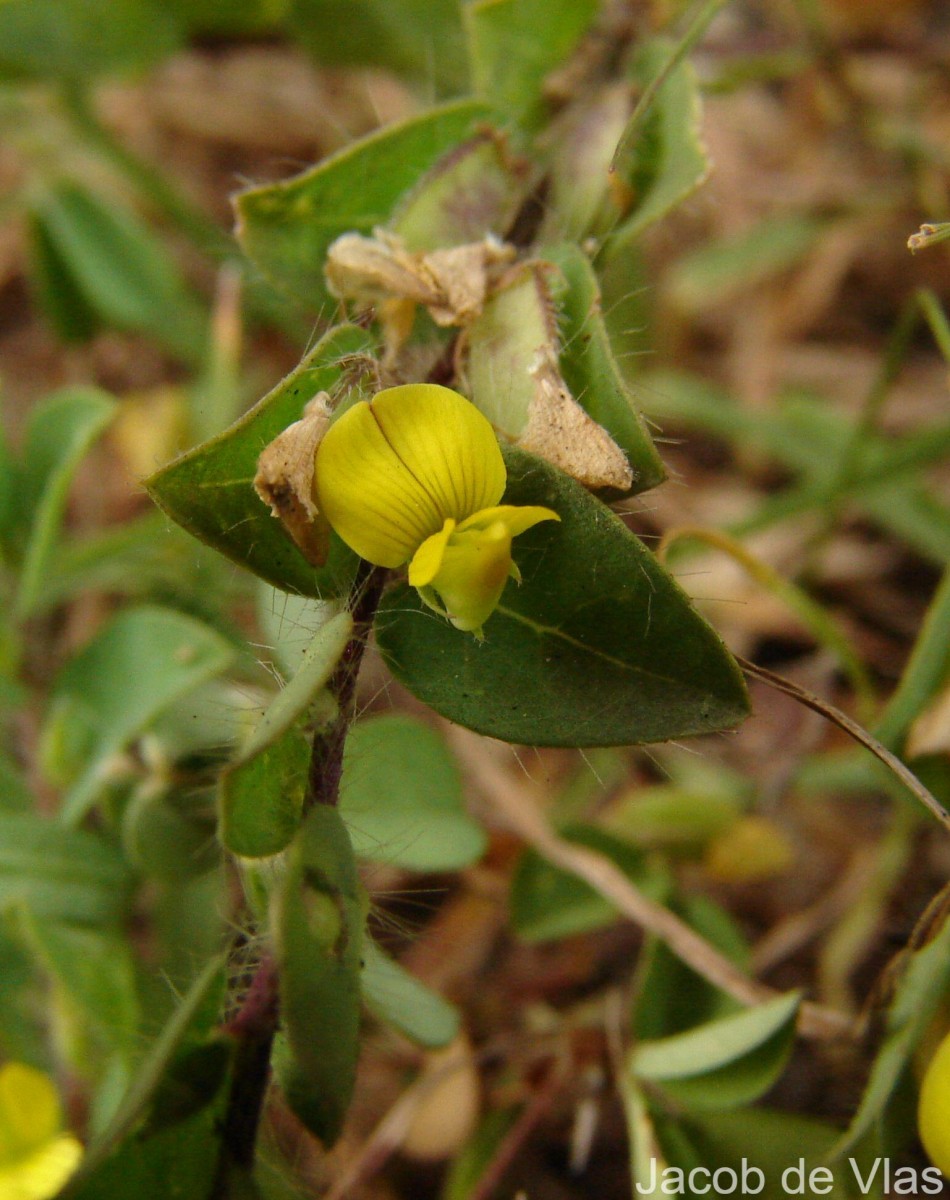 Crotalaria hebecarpa (DC.) Rudd